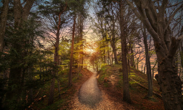 Картинка природа лес простор