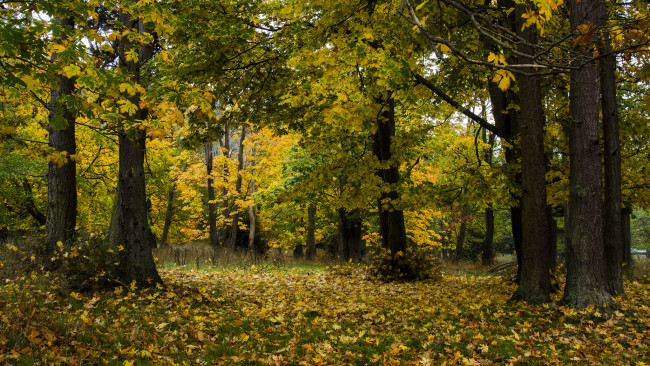 Обои картинки фото природа, лес, простор