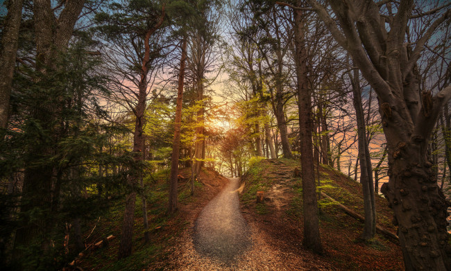 Обои картинки фото природа, лес, простор