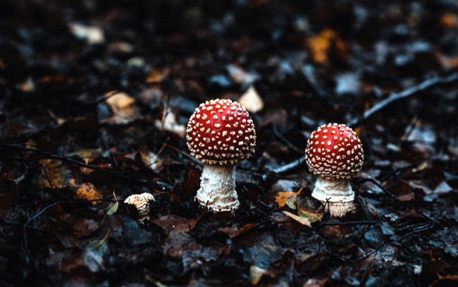 Обои картинки фото природа, грибы,  мухомор, мухомор