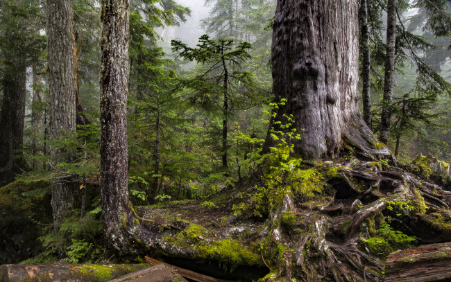 Обои картинки фото природа, лес, простор