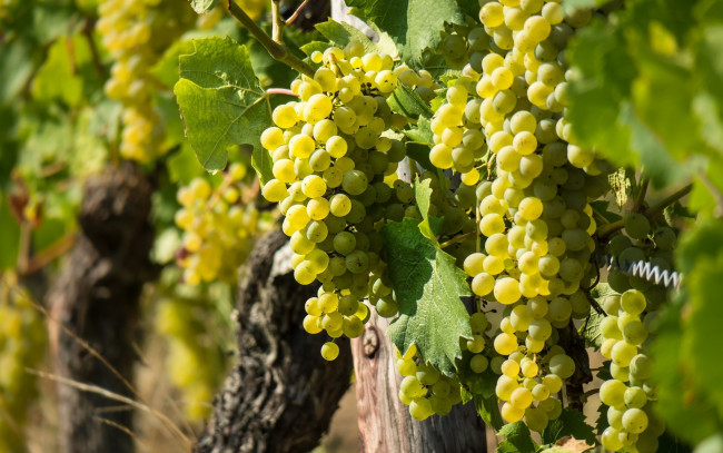 Обои картинки фото природа, Ягоды,  виноград, грозди