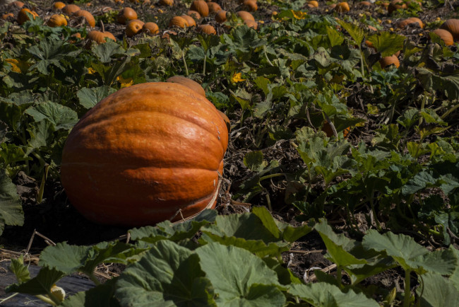 Обои картинки фото природа, плоды, тыква
