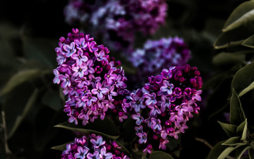 Картинка цветы сирень ветка весна