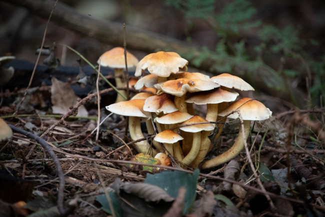 Обои картинки фото природа, грибы, грибная, семейка