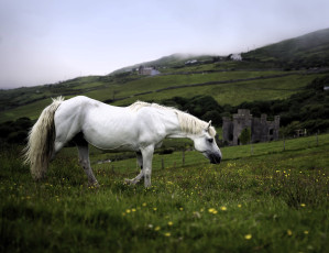 обоя животные, лошади, лошадь, белая, луга, трава, замок, горы