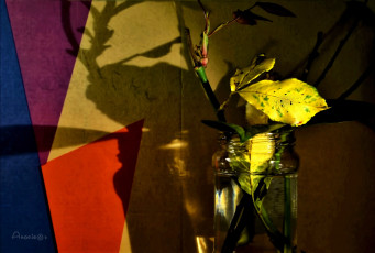 обоя природа, листья, осенний, листик