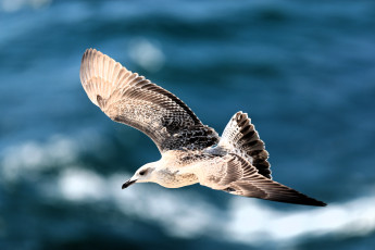 обоя животные, чайки,  бакланы,  крачки, чайка, птица, полет, море