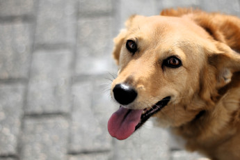 обоя животные, собаки, собака, рыжая, язык