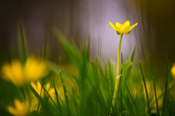 обоя цветы, калужницы,  лютики