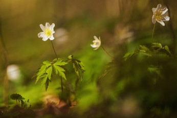 обоя цветы, ветреницы,  печёночницы
