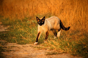 обоя животные, коты, кот, сиамский, трава
