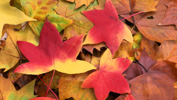 обоя природа, листья, осень