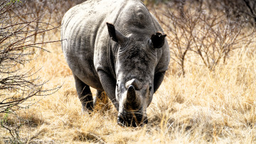 Картинка животные носороги носорог кусты трава