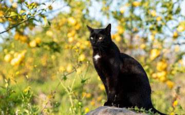 обоя животные, коты, кот, камень, деревья, яблоки