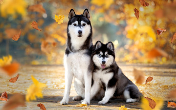 обоя животные, собаки, хаски, осень, листья