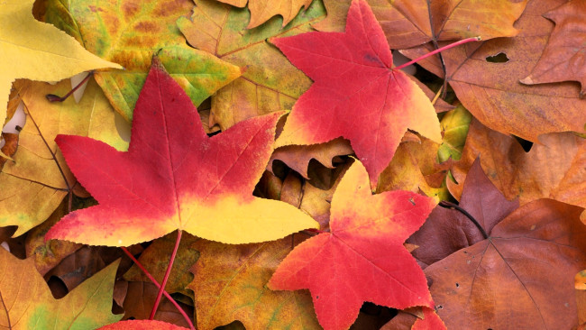 Обои картинки фото природа, листья, осень