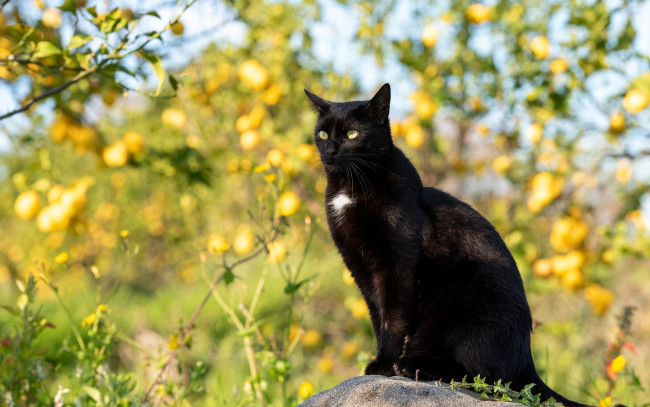 Обои картинки фото животные, коты, кот, камень, деревья, яблоки