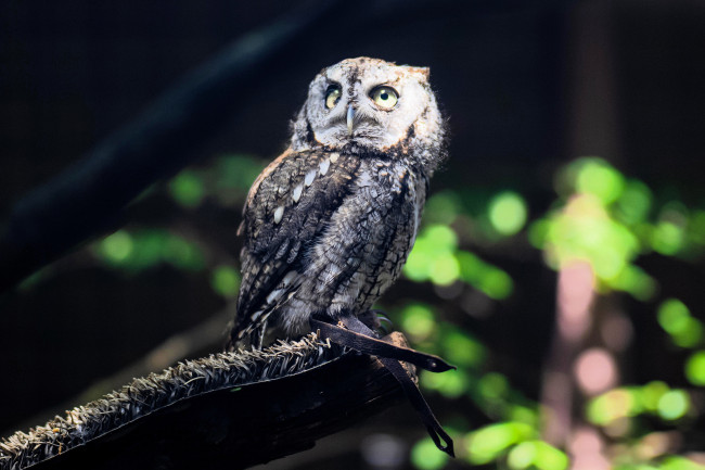 Обои картинки фото животные, совы, сова, деревья, доска