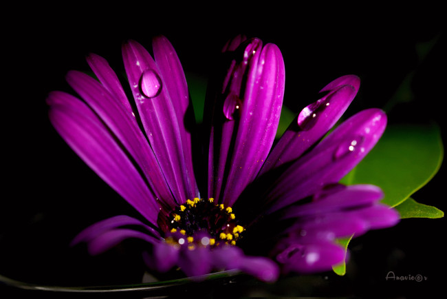 Обои картинки фото цветы, остеоспермумы, цветок