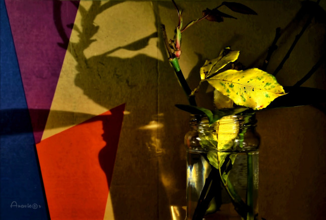 Обои картинки фото природа, листья, осенний, листик