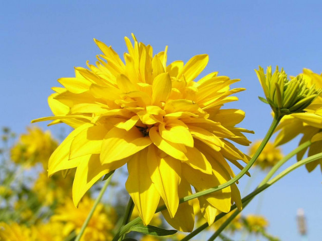 Обои картинки фото цветы, рудбекия