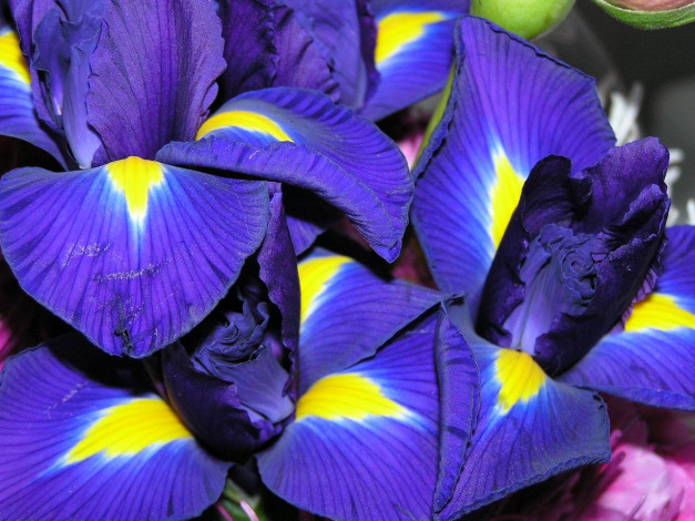 Обои картинки фото ирис, цветы, ирисы