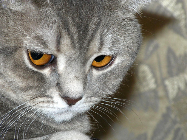 Обои картинки фото животные, коты