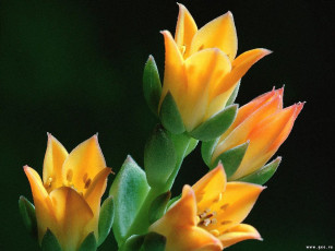 Картинка цветы