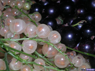 Картинка еда смородина