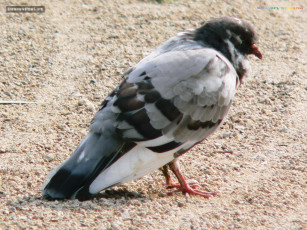 Картинка животные голуби