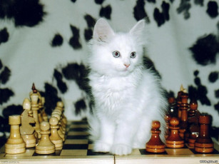 Картинка животные коты