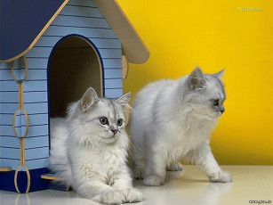 Картинка животные коты