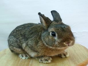 Картинка животные кролики зайцы