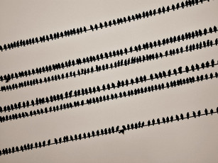 Картинка животные воробьи