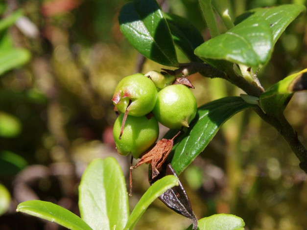 Обои картинки фото 