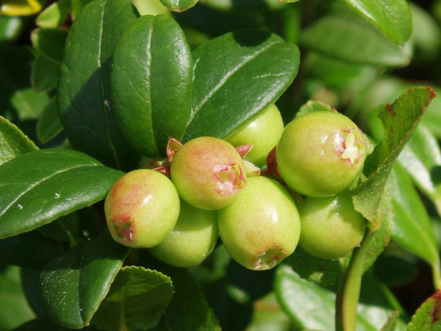 Обои картинки фото 