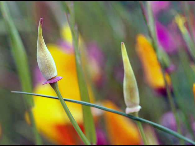 Обои картинки фото цветы