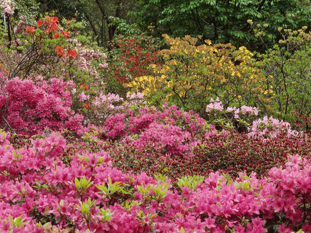 Обои картинки фото цветы, рододендроны, азалии