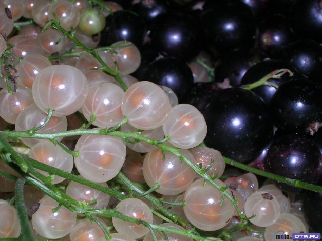 Обои картинки фото еда, смородина