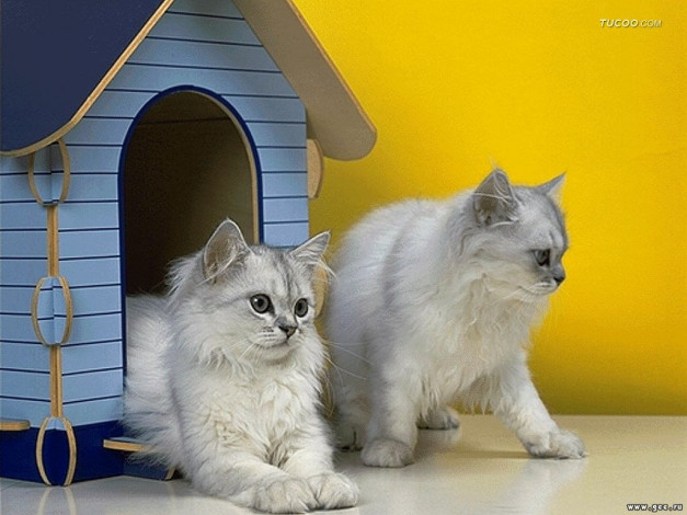 Обои картинки фото животные, коты