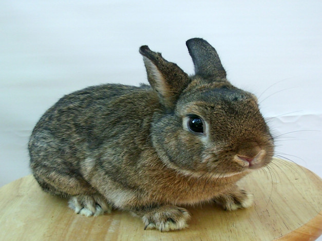 Обои картинки фото животные, кролики, зайцы
