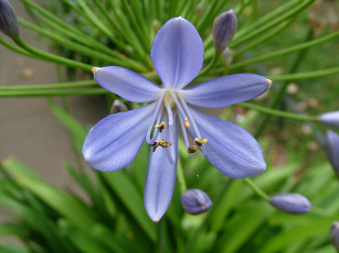 Картинка цветы агапантус африканская лилия