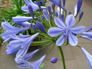 Картинка цветы агапантус африканская лилия