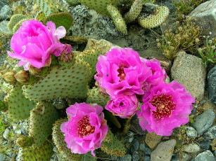 Картинка цветы кактусы