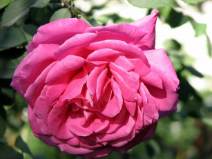 Картинка цветы розы