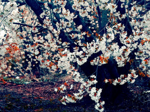 Картинка цветы сакура вишня