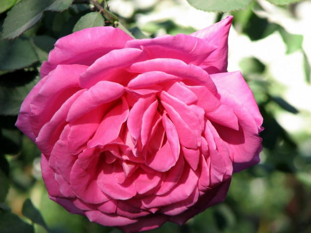 Обои картинки фото цветы, розы