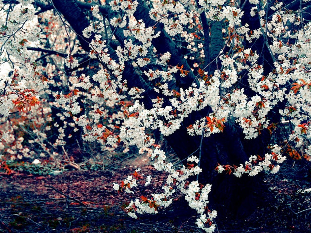 Обои картинки фото цветы, сакура, вишня