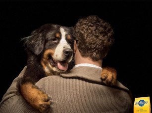 Картинка бренды pedigree